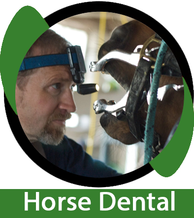 Horse Dental